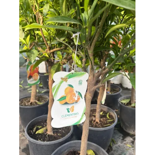 Citrus Clementina 1/4 Fusto 