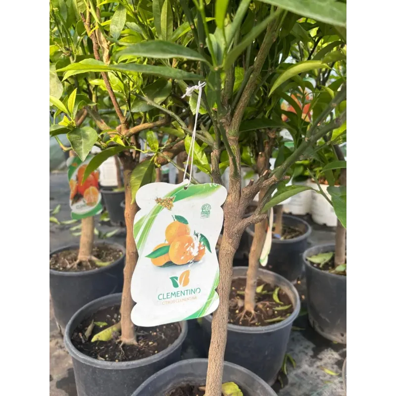 Citrus Clementina 1/4 Fusto Citrus Clementina 1/4 Fusto
