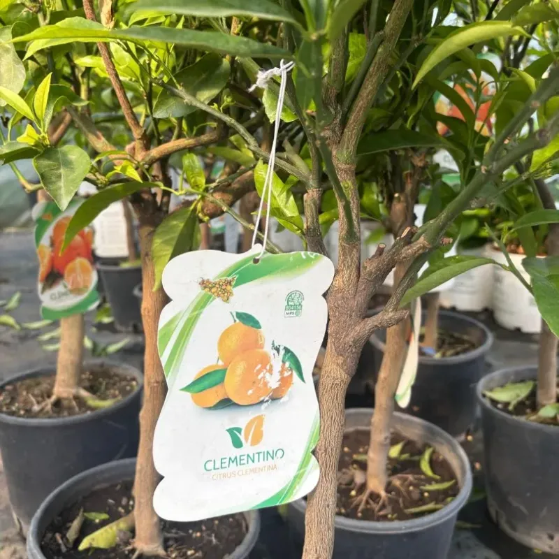 Citrus Clementina 1/4 Fusto Citrus Clementina 1/4 Fusto