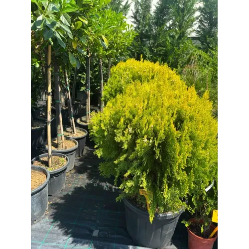 Thuja Compacta Aurea Nana