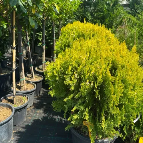 Thuja Compacta Aurea Nana