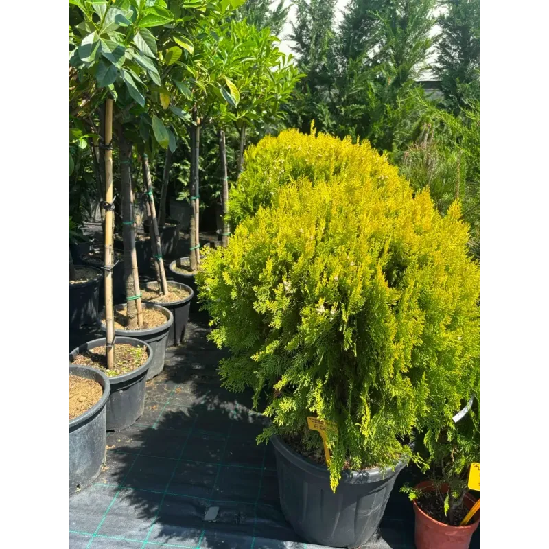 Thuja Compacta Aurea Nana