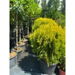 Thuja Compacta Aurea Nana Thuja Compacta Aurea Nana