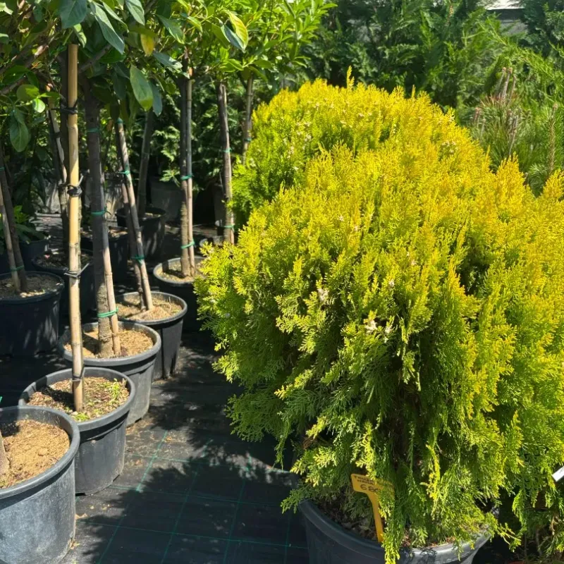 Thuja Compacta Aurea Nana Thuja Compacta Aurea Nana