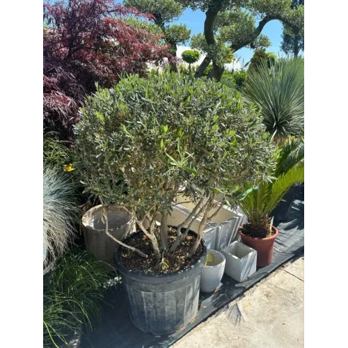 Olea europaea Parasuta 