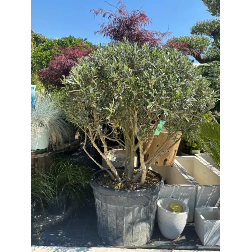 Olea europaea Parasuta 