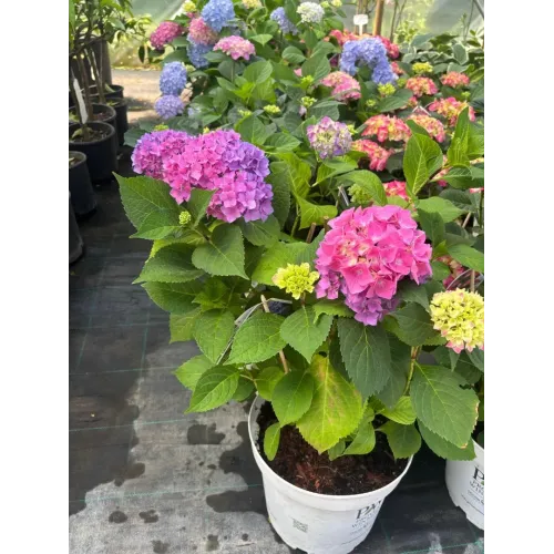 Hortensie Hydrangea Raspberry Sweet Marshmallow 