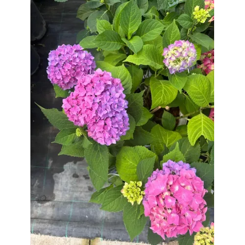 Hortensie Hydrangea Raspberry Sweet Marshmallow 
