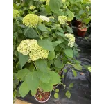 Hydrangea Arborescens Annabelle
