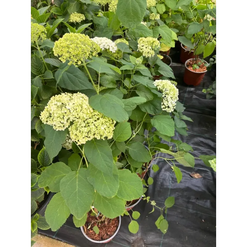 Hortensie Arborescens Annabelle 40-60 cm