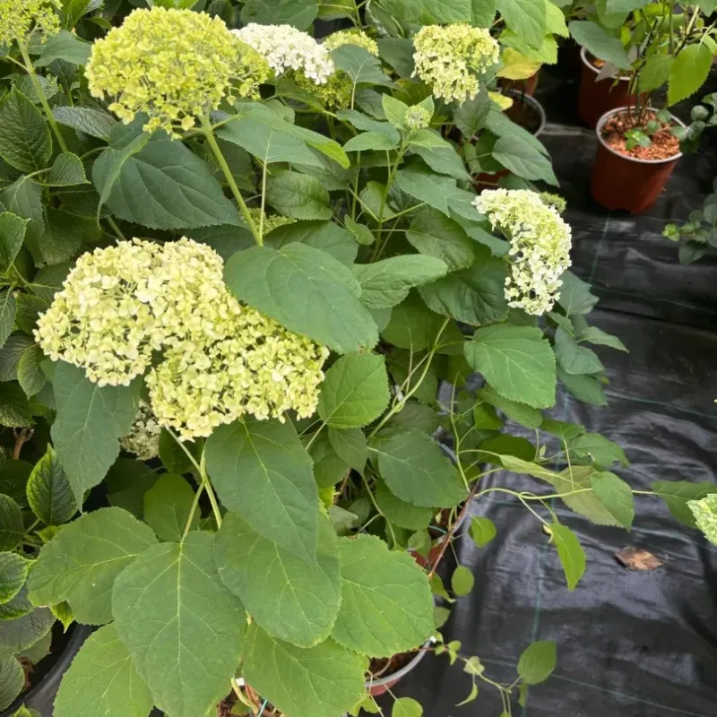 Hydrangea Arborescens Annabelle