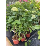 Hydrangea Arborescens Annabelle