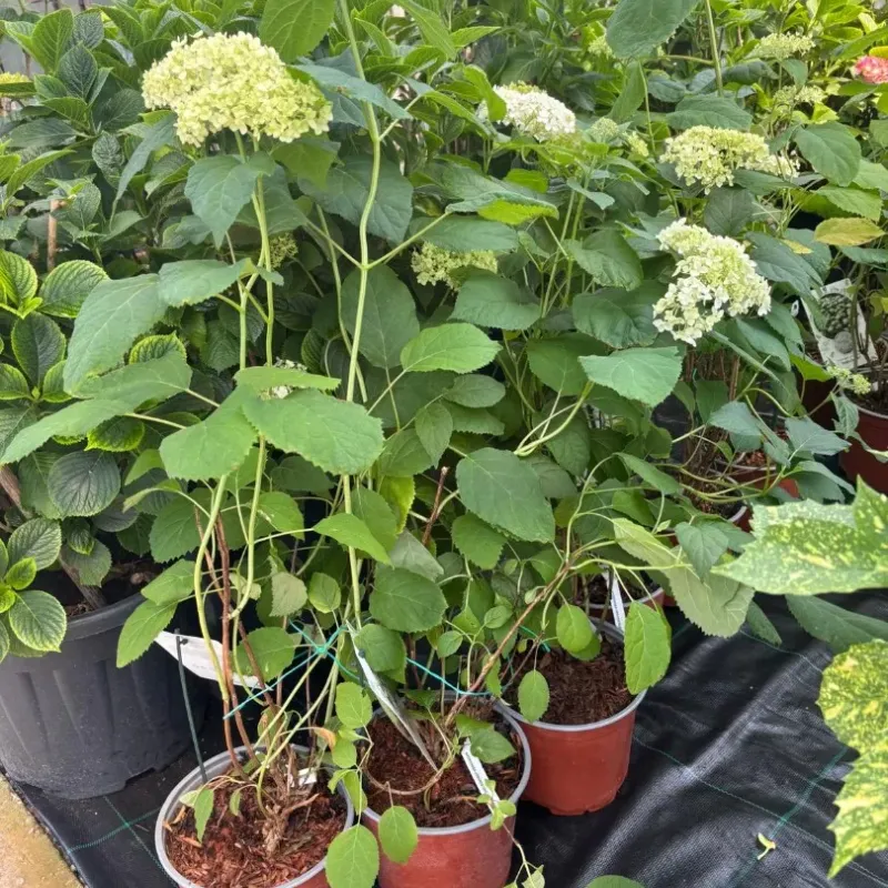 Hydrangea Arborescens Annabelle