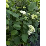 Hydrangea Arborescens Annabelle