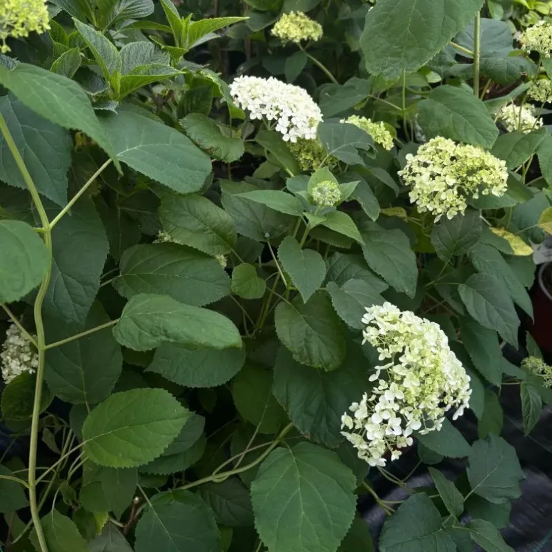 Hydrangea Arborescens Annabelle