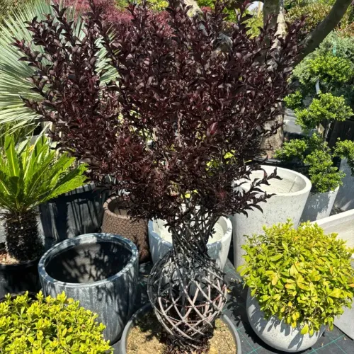 Lagerstroemia indica Amfora 