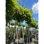 Arțar norvegian globular , Acer platanoides 'Globosum' , diametru tulpina 10/12 cm , ghiveci 25lt