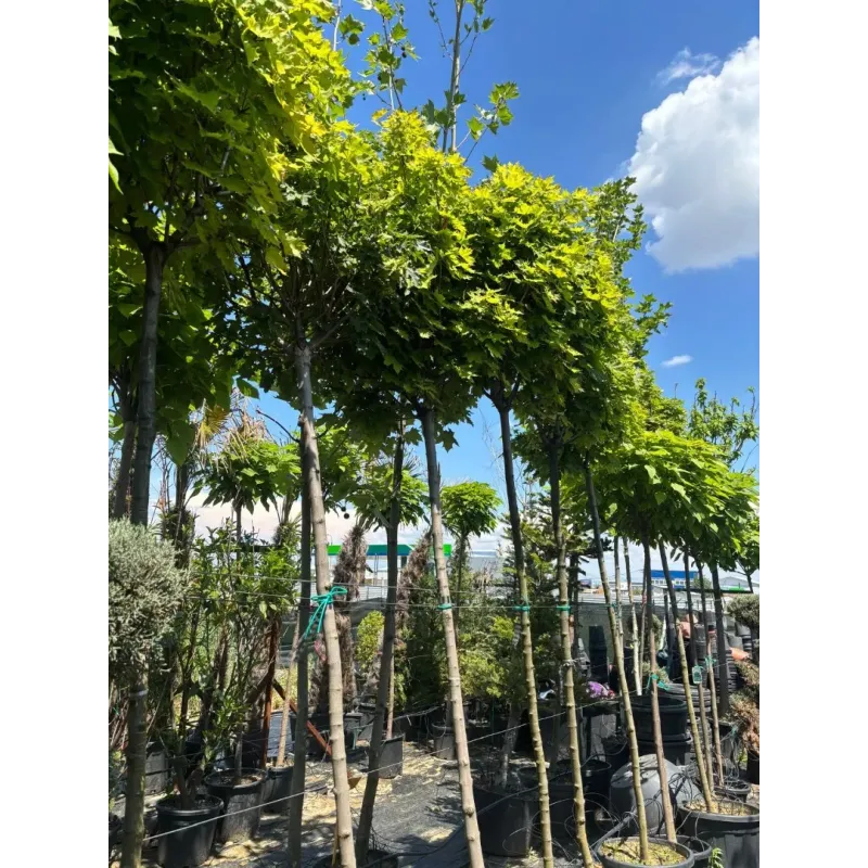 Arțar norvegian globular , Acer platanoides 'Globosum' , diametru tulpina 10/12 cm , ghiveci 25lt