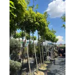 Arțar norvegian globular , Acer platanoides 'Globosum' , diametru tulpina 10/12 cm , ghiveci 25lt