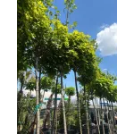 Arțar norvegian globular , Acer platanoides 'Globosum' , diametru tulpina 10/12 cm , ghiveci 25lt