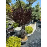 Lagerstroemia indica Amfora Lagerstroemia indica Amfora