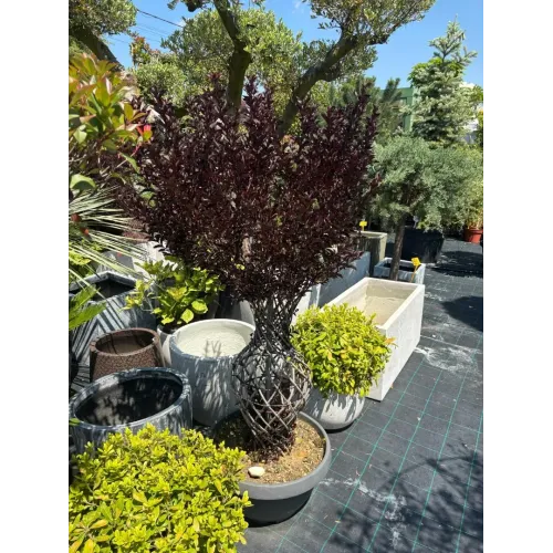 Lagerstroemia indica Amfora 