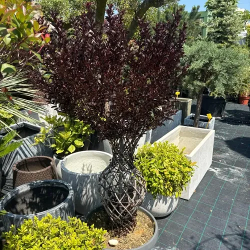 Lagerstroemia indica Amfora 
