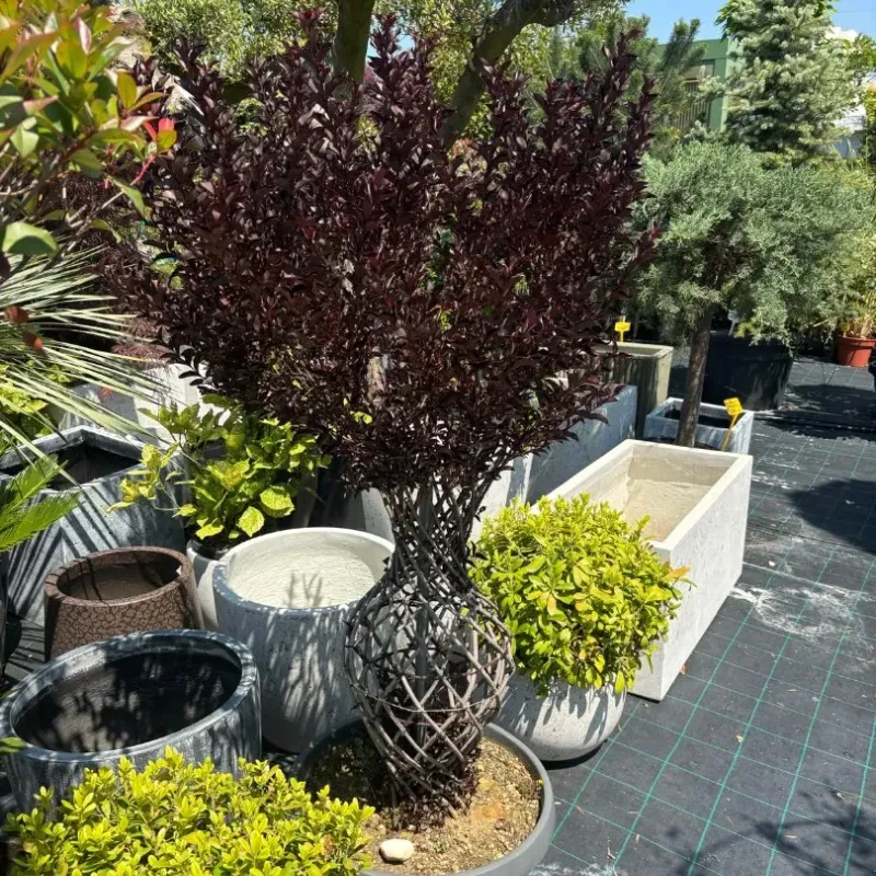 Lagerstroemia indica Amfora Lagerstroemia indica Amfora