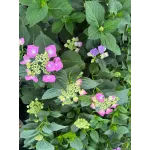 Hortensie - Hydrangea Macrophylla 18L Hortensie - Hydrangea Macrophylla 18L