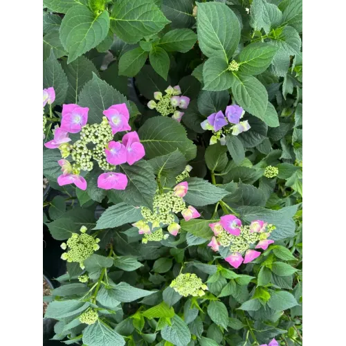 Hortensie -  Hydrangea Macrophylla 18L 