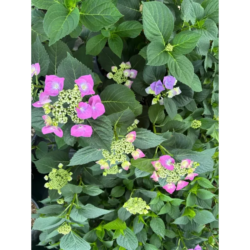 Hortensie - Hydrangea Macrophylla 18L Hortensie - Hydrangea Macrophylla 18L