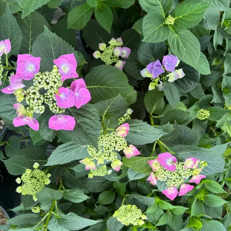Hortensie - Hydrangea Macrophylla 18L Hortensie - Hydrangea Macrophylla 18L