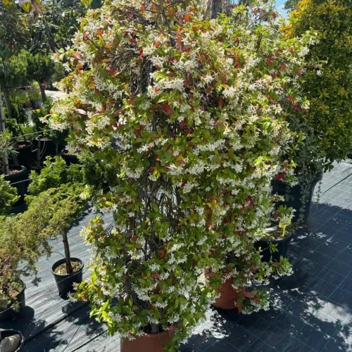 Iasomie Spirala 