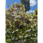 Iasomie Spirala