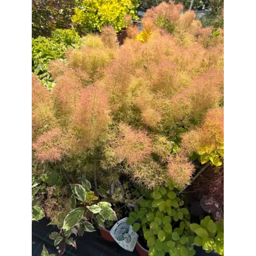 Cotinus coggygria 'Young Lady' , 40/50 cm