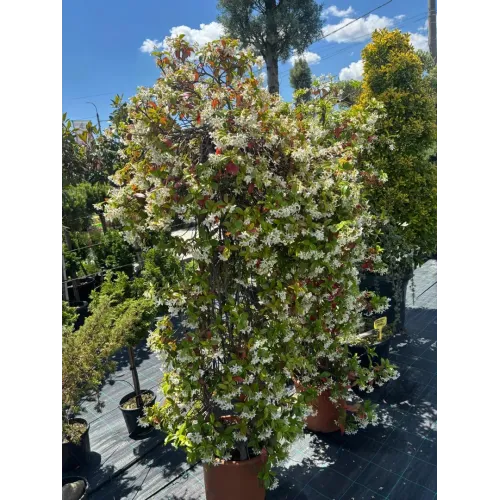 Iasomie Spirala 
