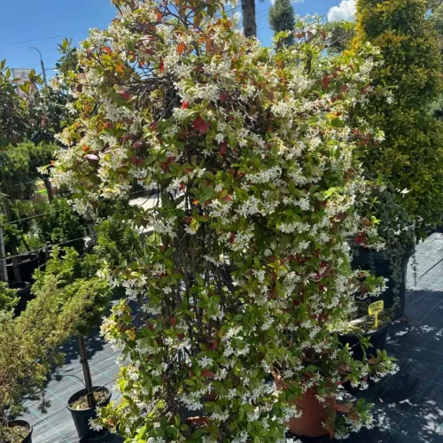 Iasomie Spirala 