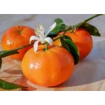 Citrus Clementina 1/4 Fusto Citrus Clementina 1/4 Fusto