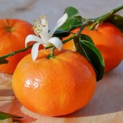 Citrus Clementina 1/4 Fusto Citrus Clementina 1/4 Fusto