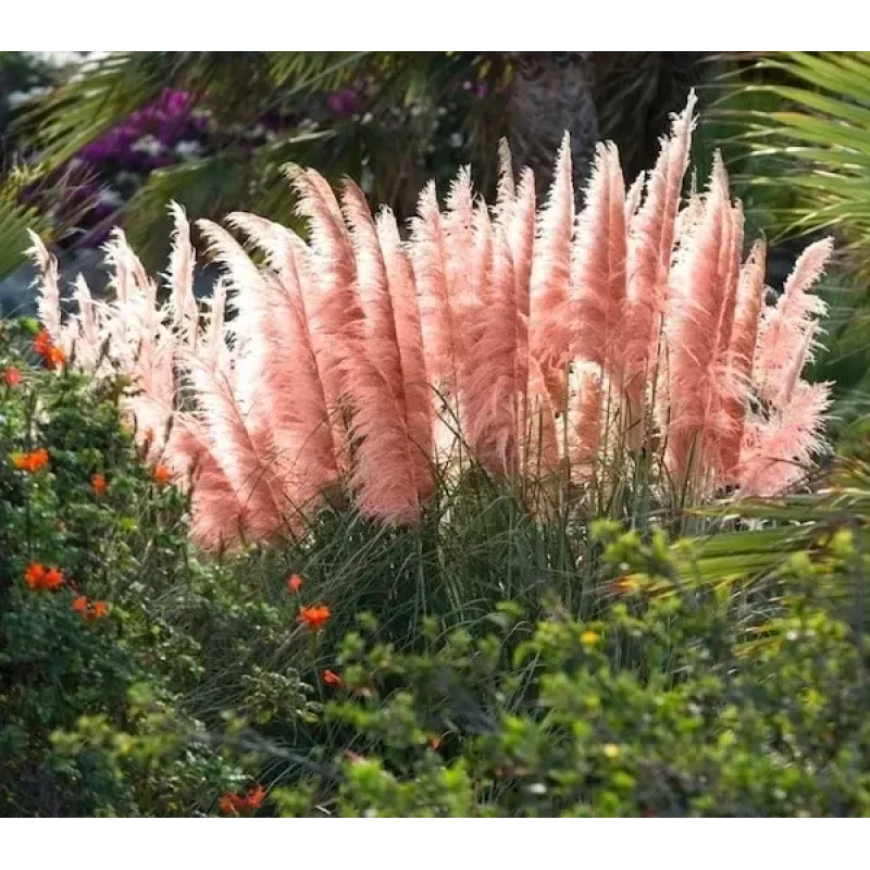 Cortaderia selloana 'Pink Feather' (iarba de pampas) , 60/80 cm Cortaderia selloana 'Pink Feather' (iarba de pampas) , 60/80 cm
