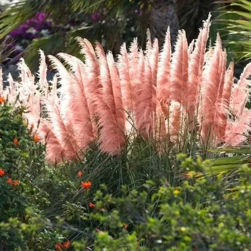 Cortaderia selloana 'Pink Feather' (iarba de pampas) , 60/80 cm Cortaderia selloana 'Pink Feather' (iarba de pampas) , 60/80 cm