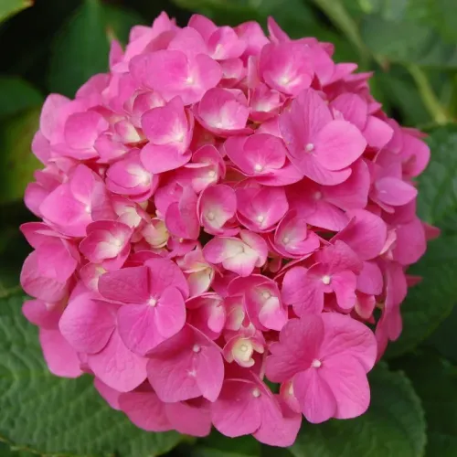 Hortensie -  Hydrangea Macrophylla 18L 