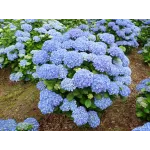 Hortensie Hydrangea macrophylla Adria Hortensie Hydrangea macrophylla Adria