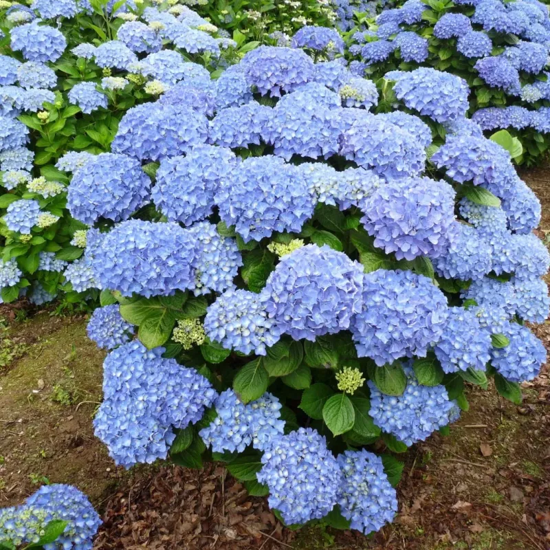 Hortensie Hydrangea macrophylla Adria Hortensie Hydrangea macrophylla Adria