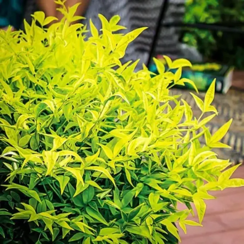 Nandina Lemon Lime Nandina Lemon Lime