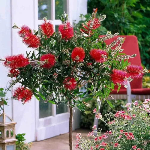 Callistemon Citrinus 1/2 - Peria de Sticla Rosie