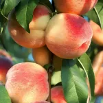 Prunus Piersica - Piersic Prunus Piersica - Piersic