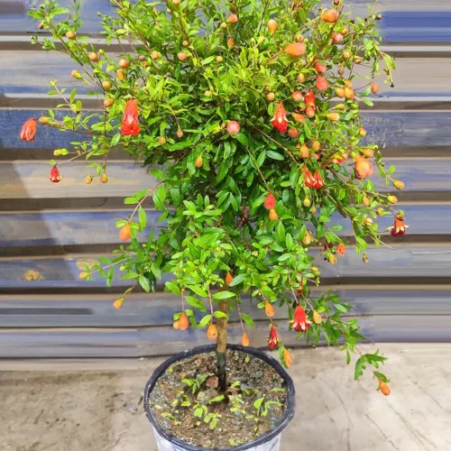 Rodiu Punica Granatum 