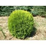 Thuja Compacta Aurea Nana Thuja Compacta Aurea Nana
