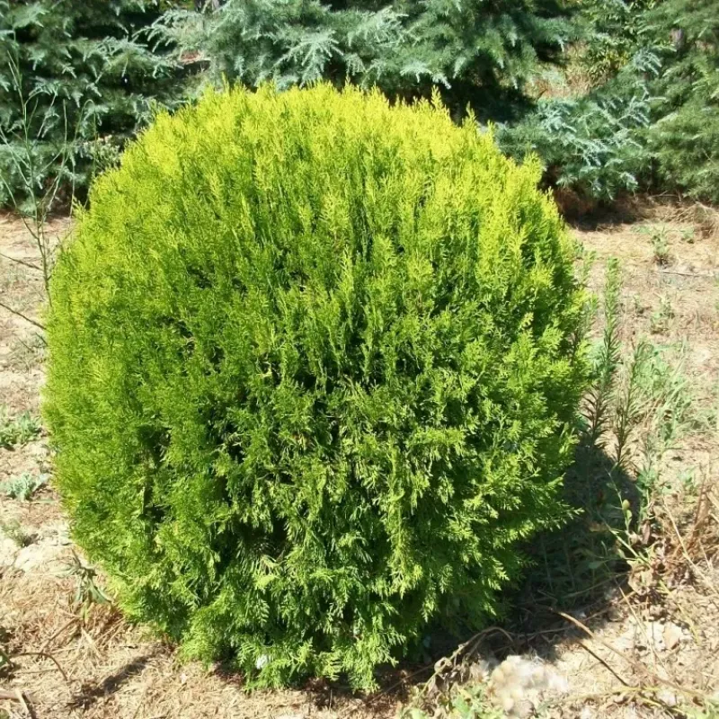 Thuja Compacta Aurea Nana Thuja Compacta Aurea Nana